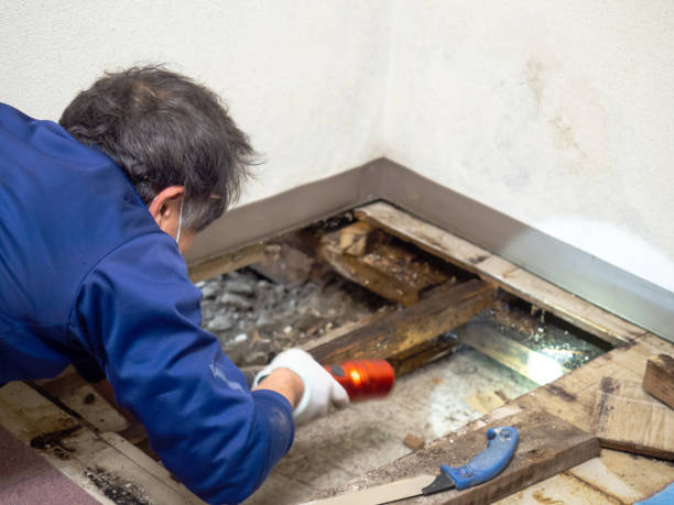 Best Mold Removal Near Me  in Fabrica, TX