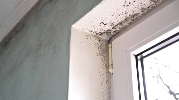Attic Mold Removal in Fabrica, TX