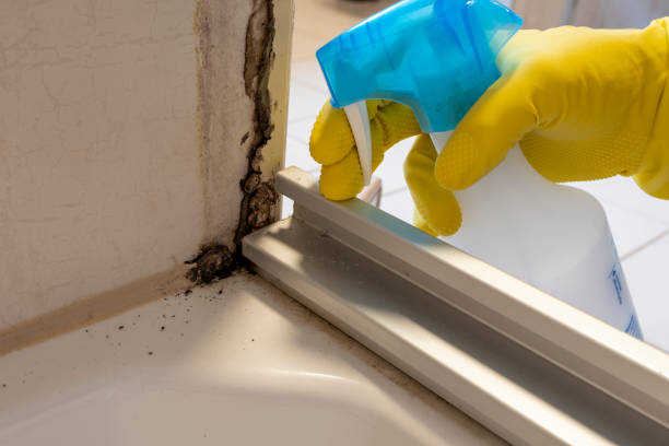 Best Toxic Mold Removal  in Fabrica, TX