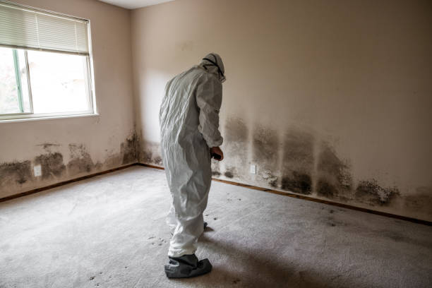 Best Professional Mold Removal  in Fabrica, TX