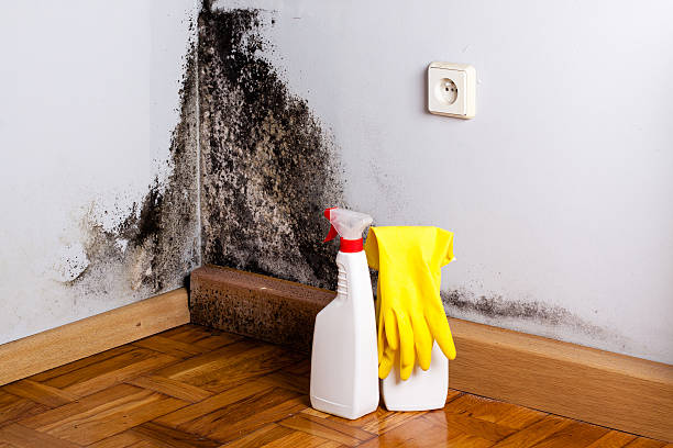 Best Same-Day Mold Removal  in Fabrica, TX