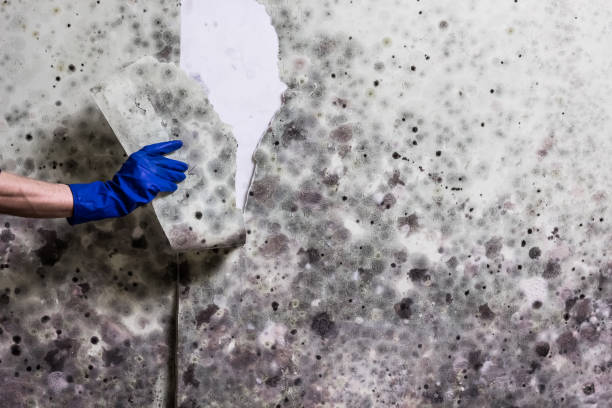 Professional Mold Removal in Fabrica, TX