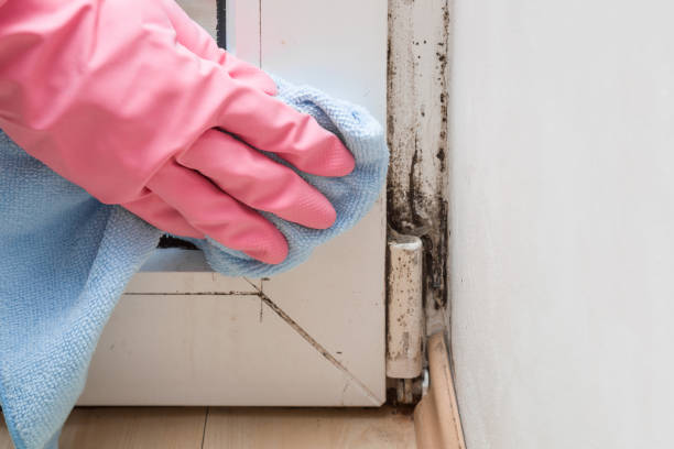 Best Black Mold Removal  in Fabrica, TX