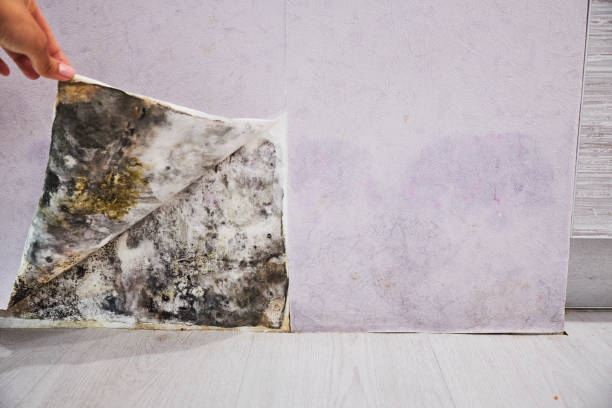 Best Emergency Mold Removal  in Fabrica, TX
